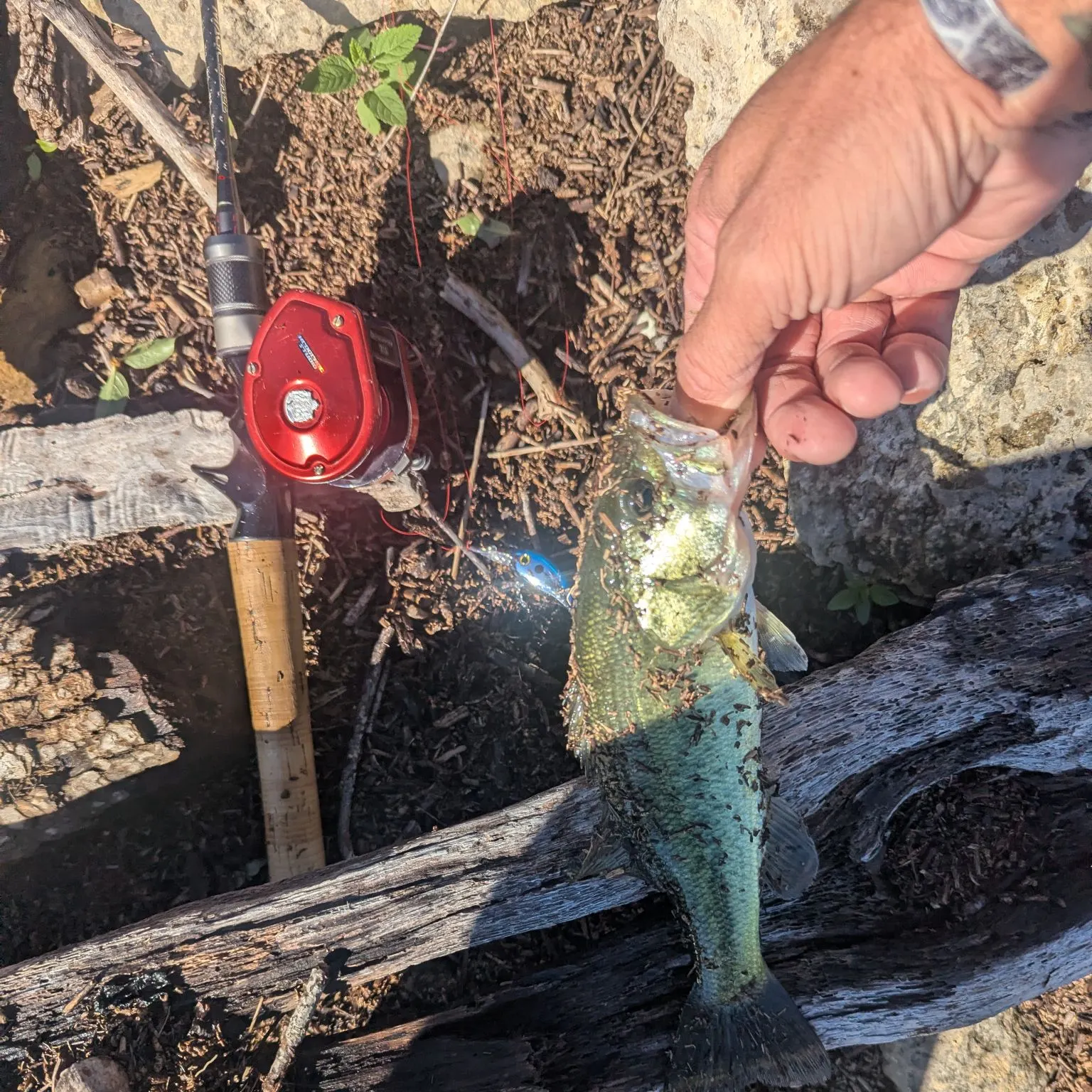 Largemouth bass caught on Fishbrain