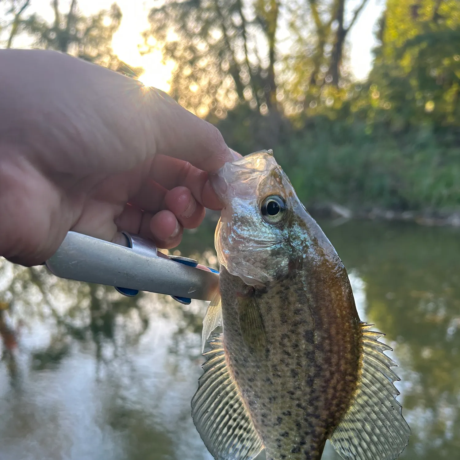 Black crappie caught on Fishbrain