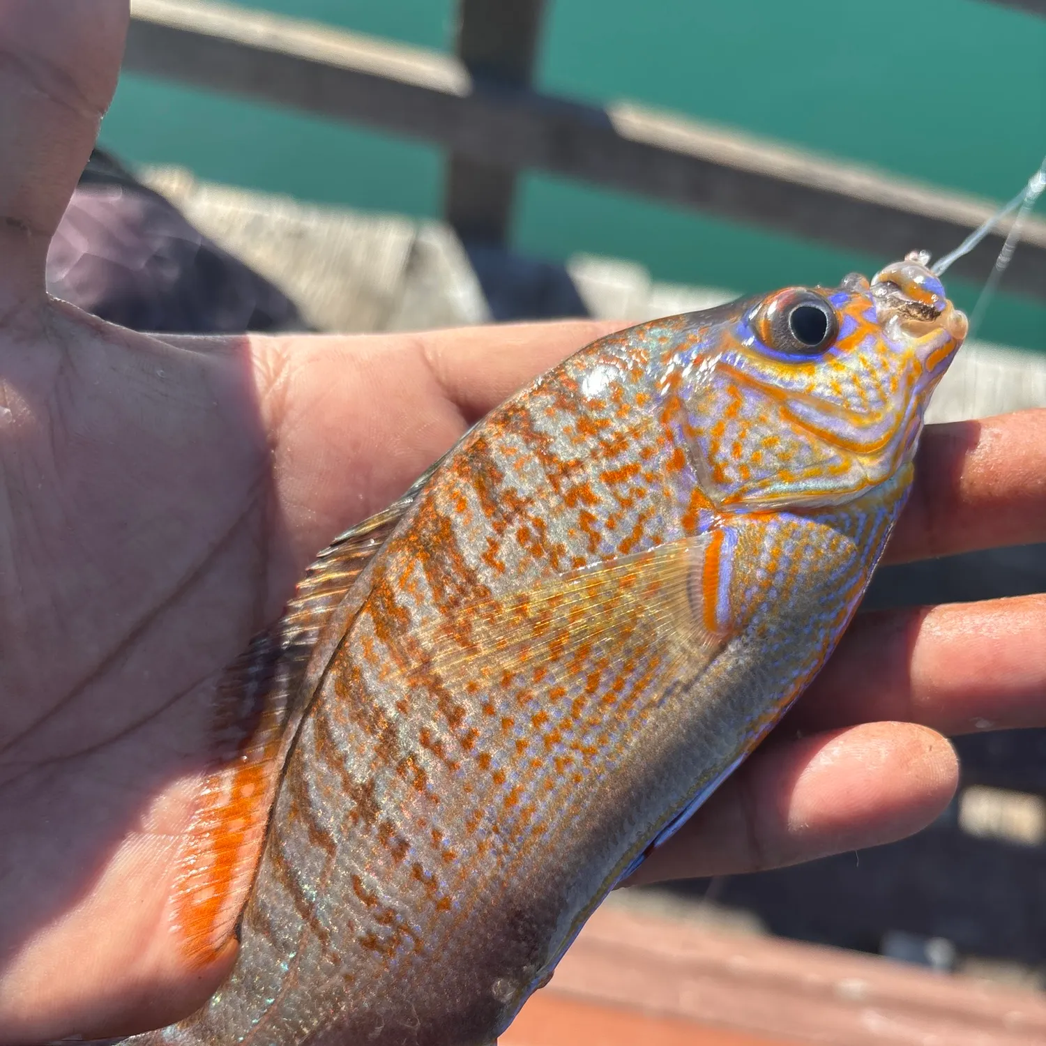 The most recent Rainbow surfperch catches on Fishbrain