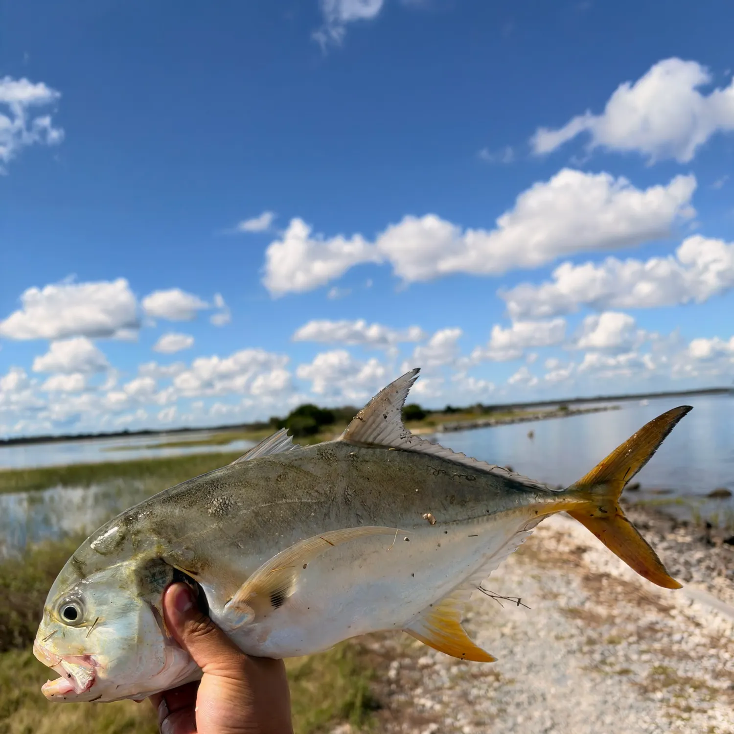 Crevalle jack caught on Fishbrain