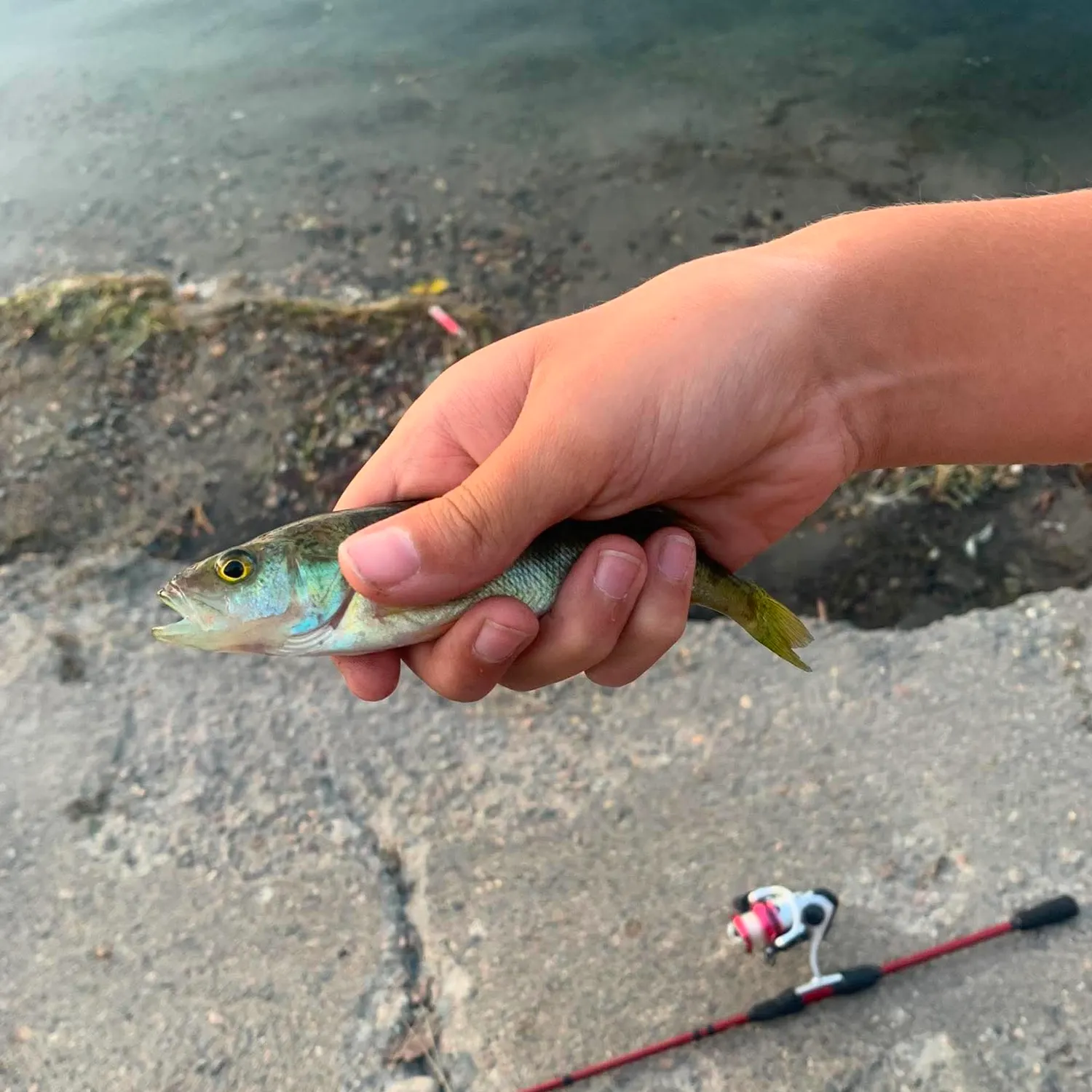 Yellow perch caught on Fishbrain