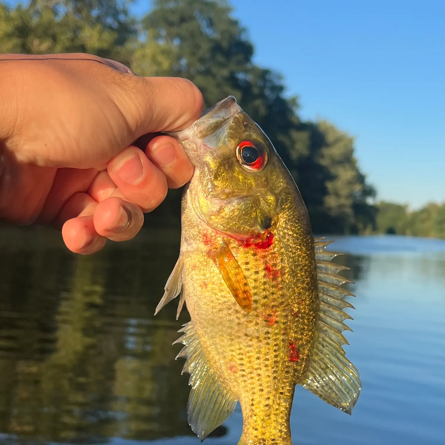 Rock bass caught on Fishbrain
