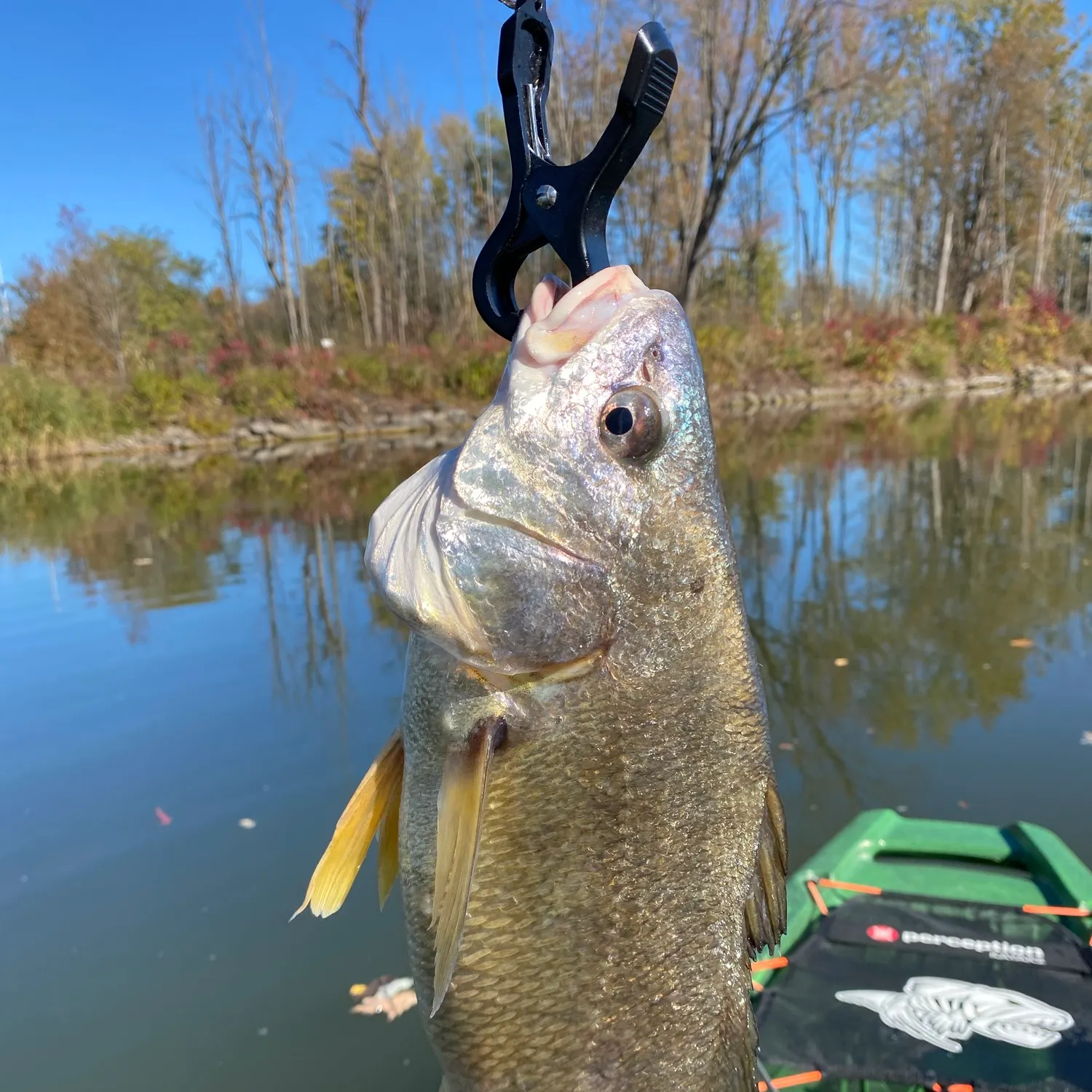Freshwater drum caught on Fishbrain