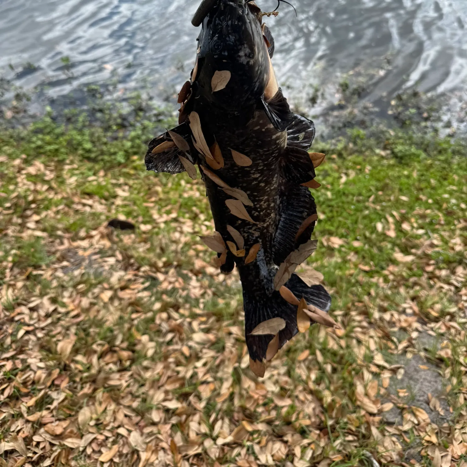 The most recent Brown bullhead catches on Fishbrain