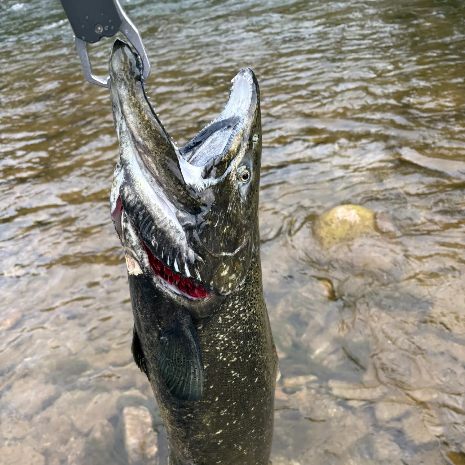 Chinook salmon caught on Fishbrain