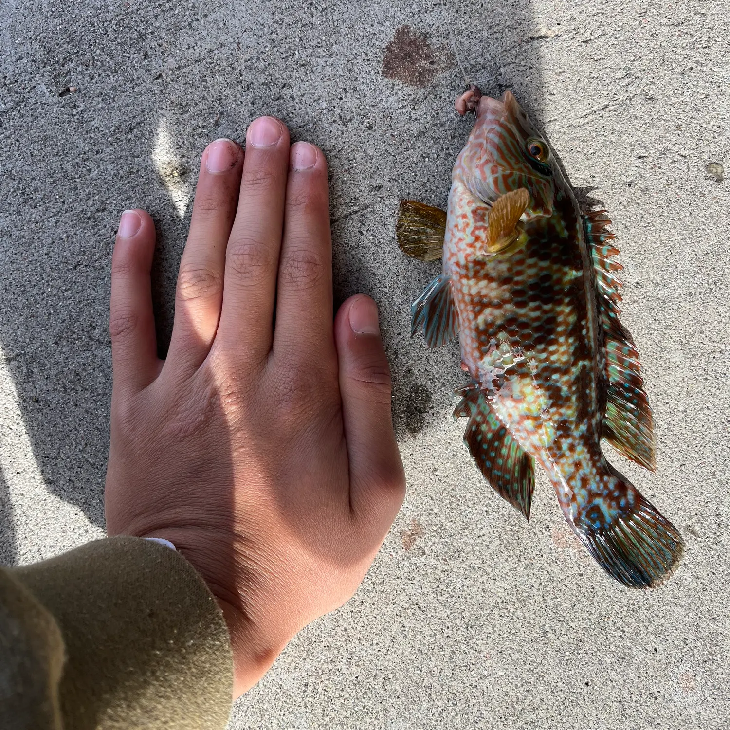 Corkwing wrasse caught on Fishbrain
