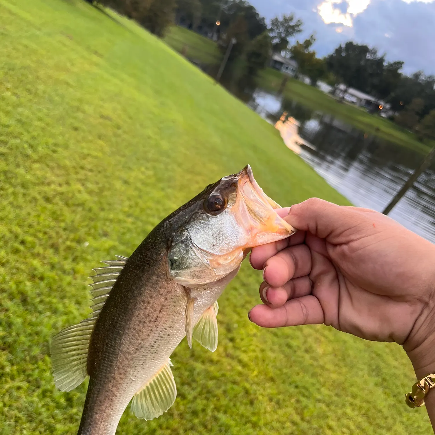 Largemouth bass caught on Fishbrain