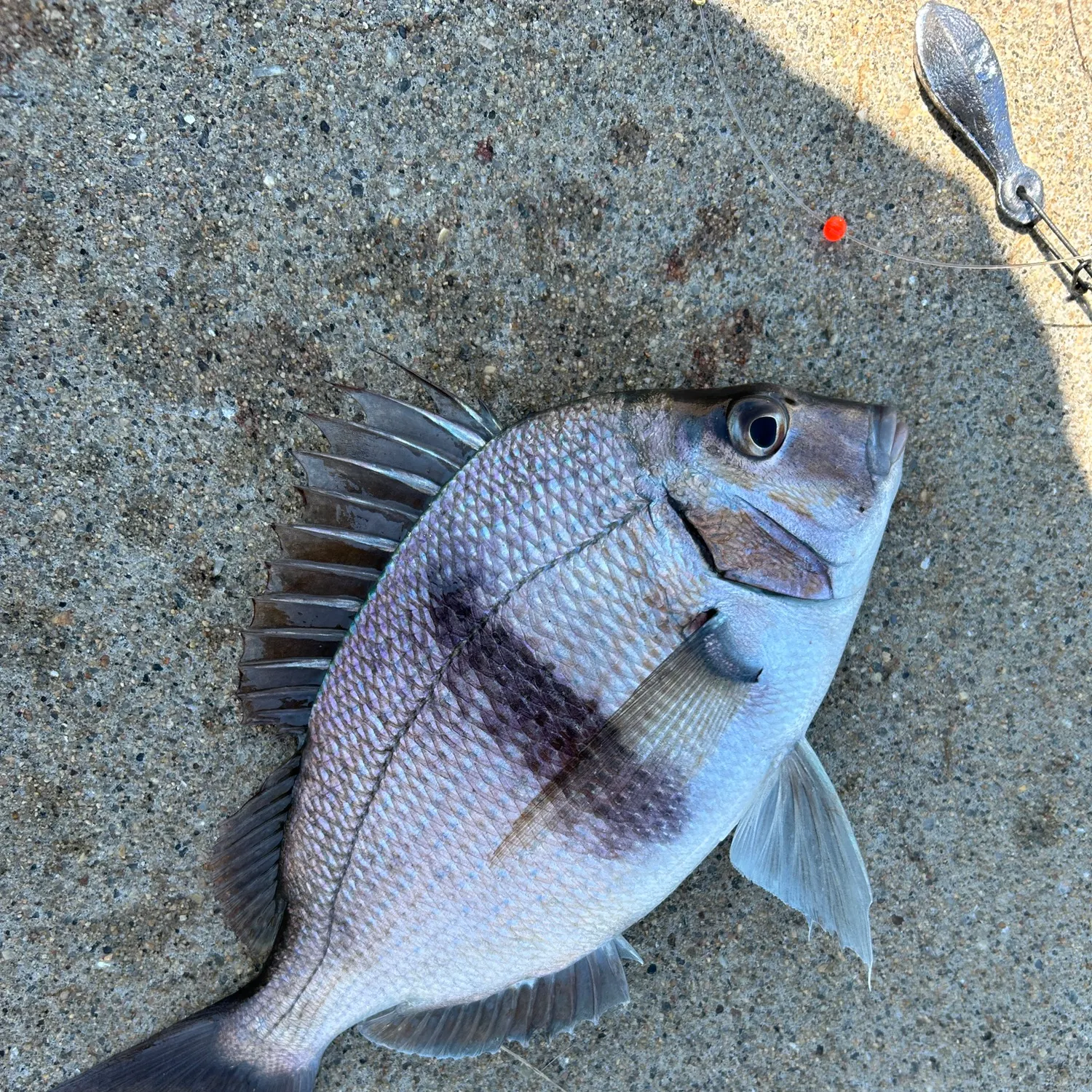Scup caught on Fishbrain