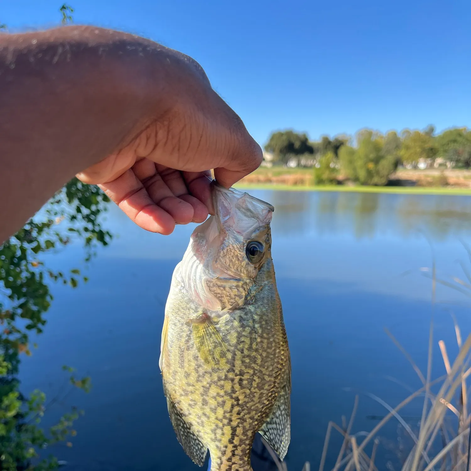 Black crappie caught on Fishbrain