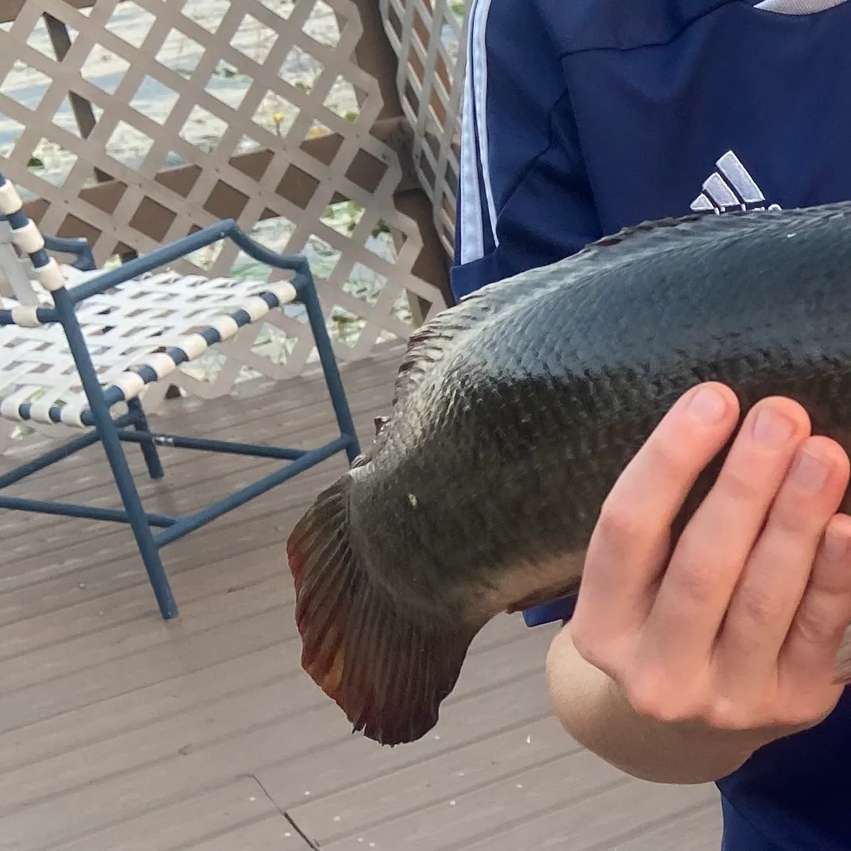 Fish caught on Fishbrain