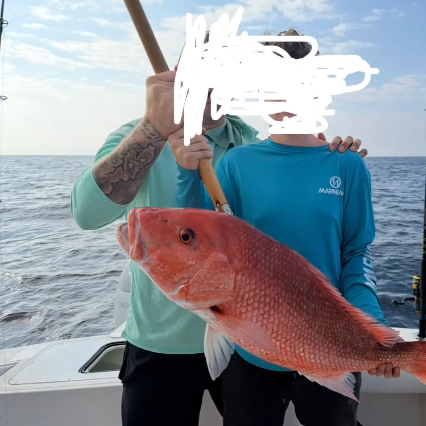 The most recent Northern red snapper catches on Fishbrain