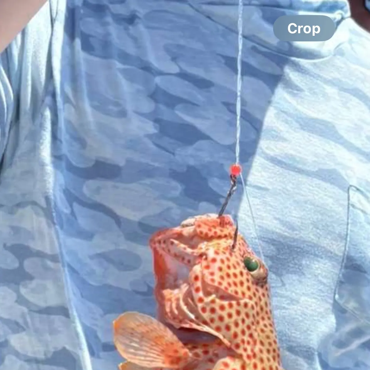 The most recent Speckled hind catches on Fishbrain