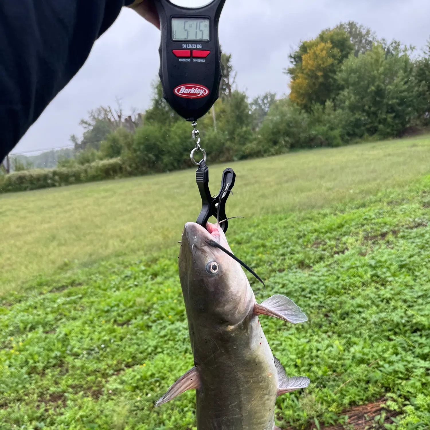 Channel catfish caught on Fishbrain