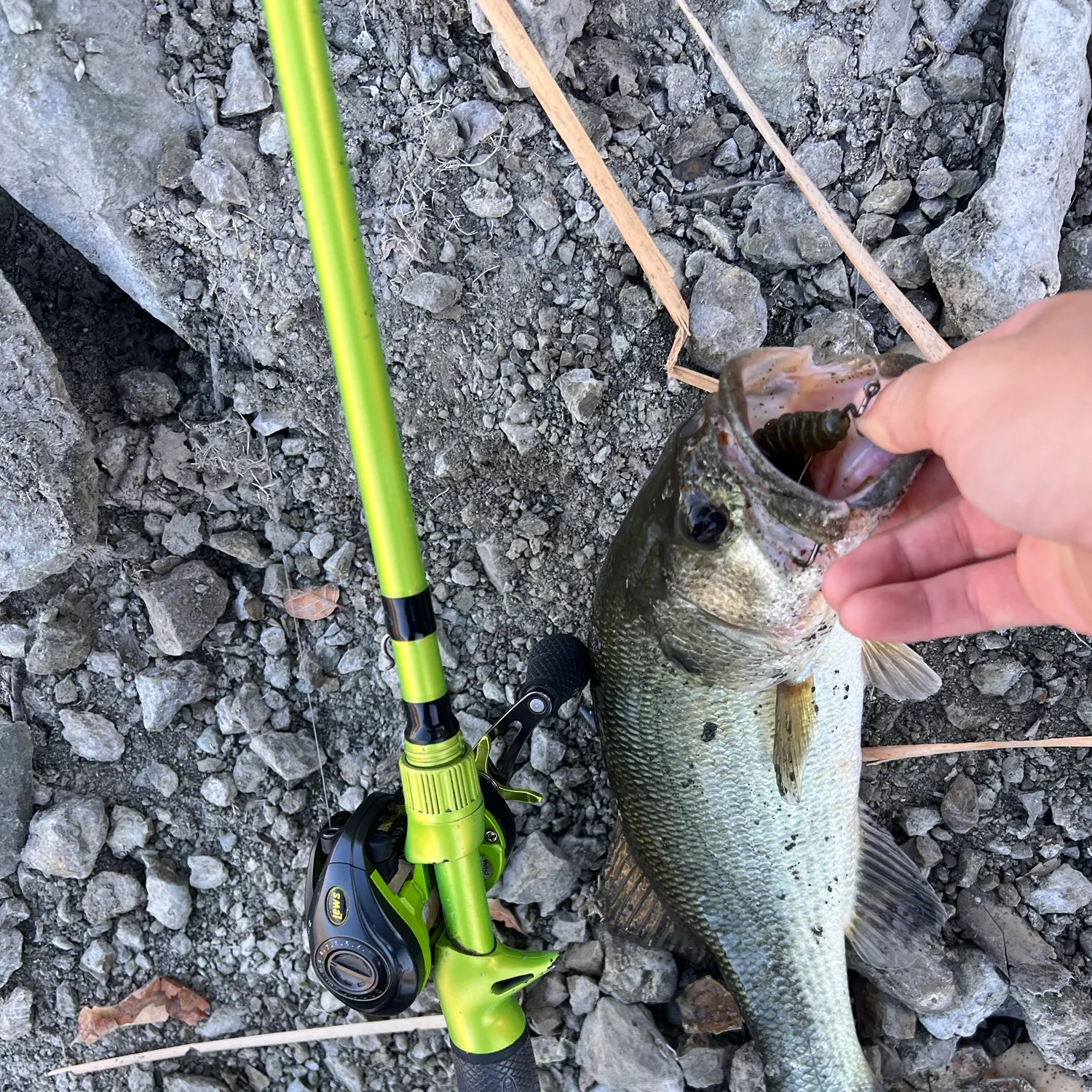 Largemouth bass caught on Fishbrain