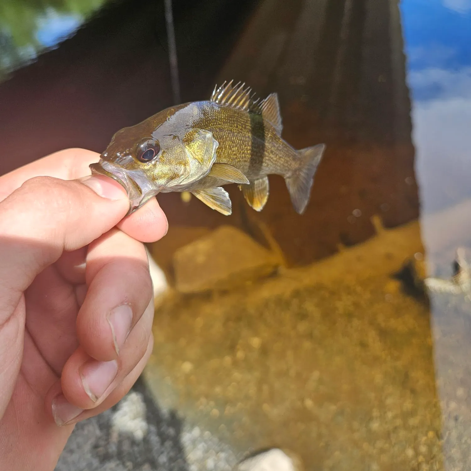Smallmouth bass caught on Fishbrain