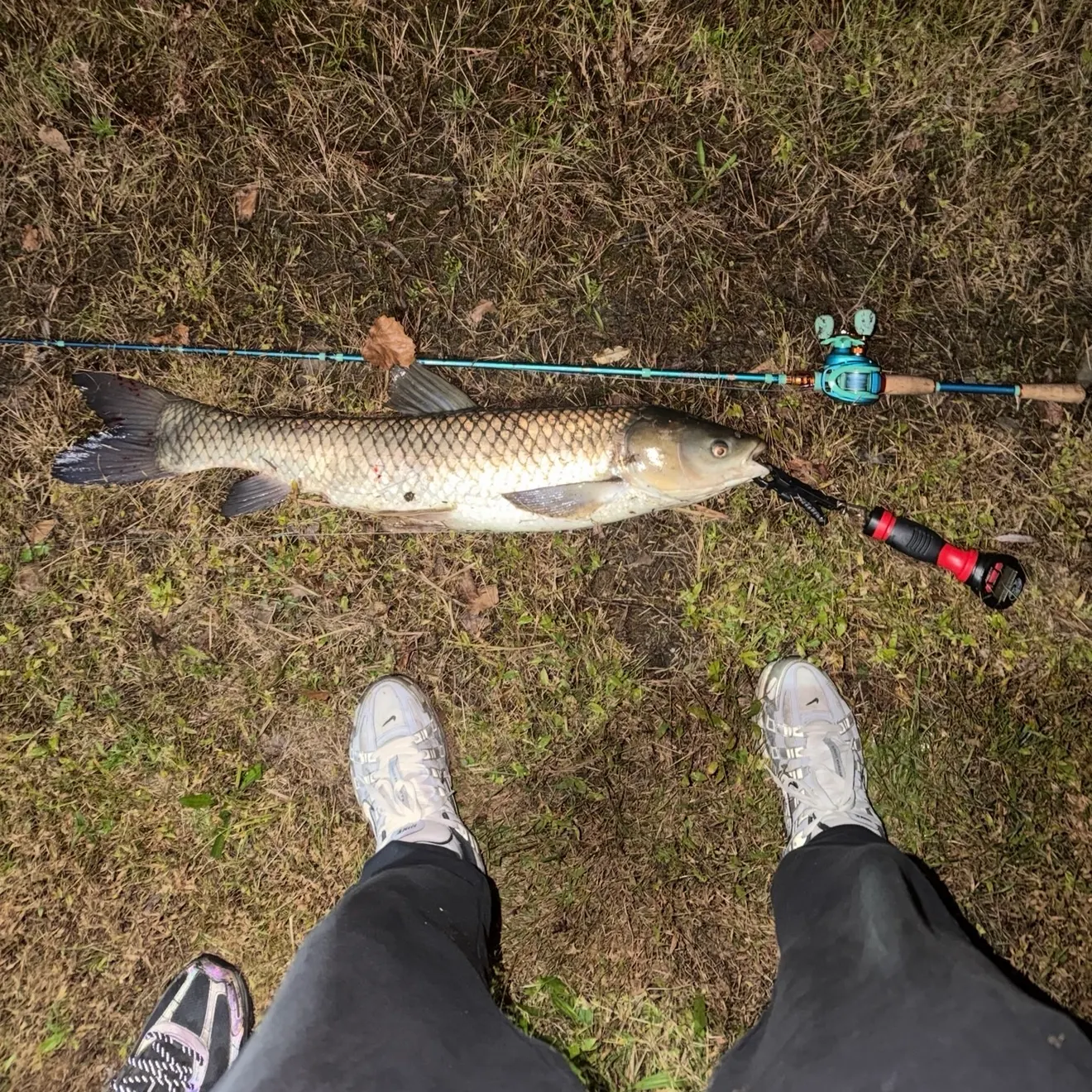 Grass carp caught on Fishbrain