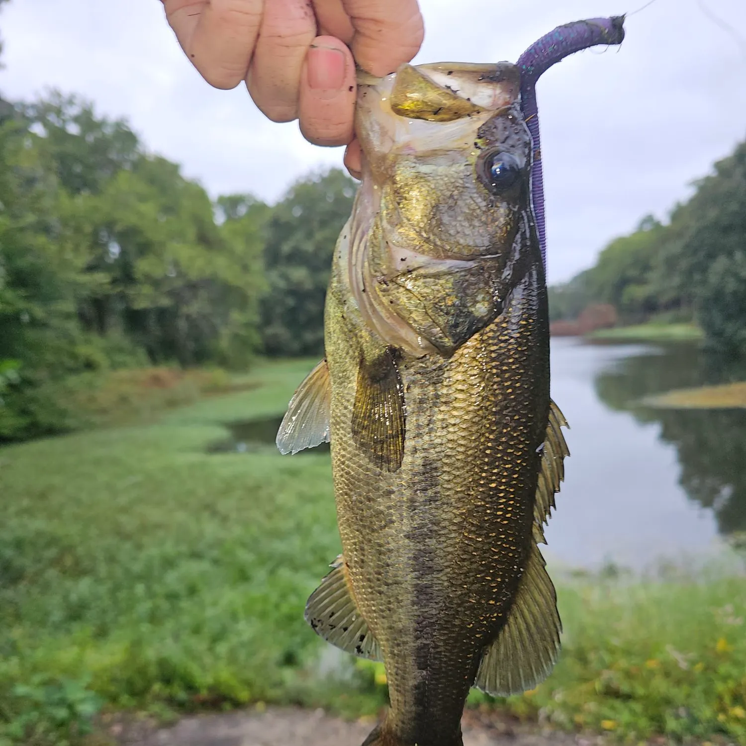 Largemouth bass caught on Fishbrain