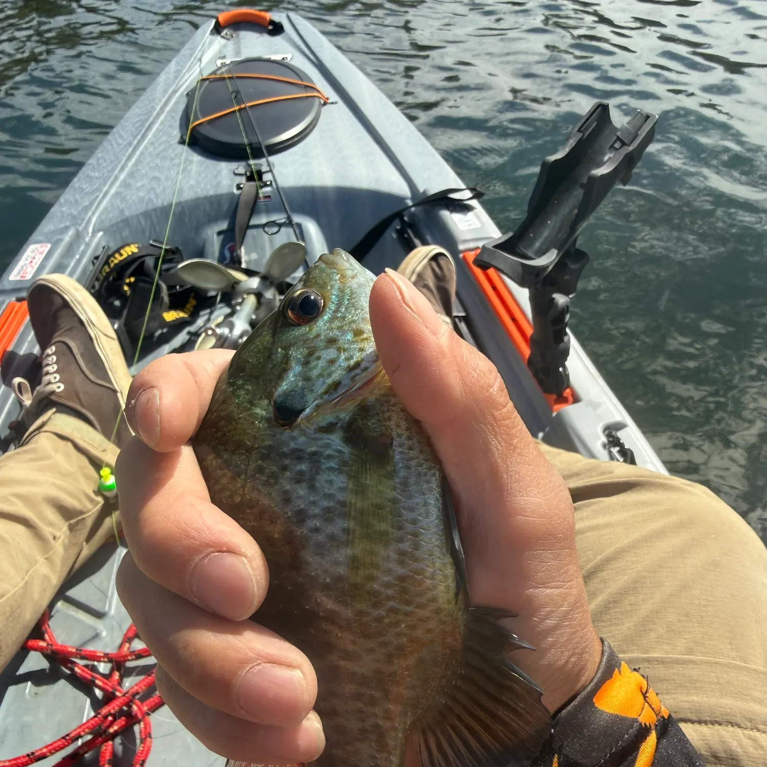 Bluegill caught on Fishbrain