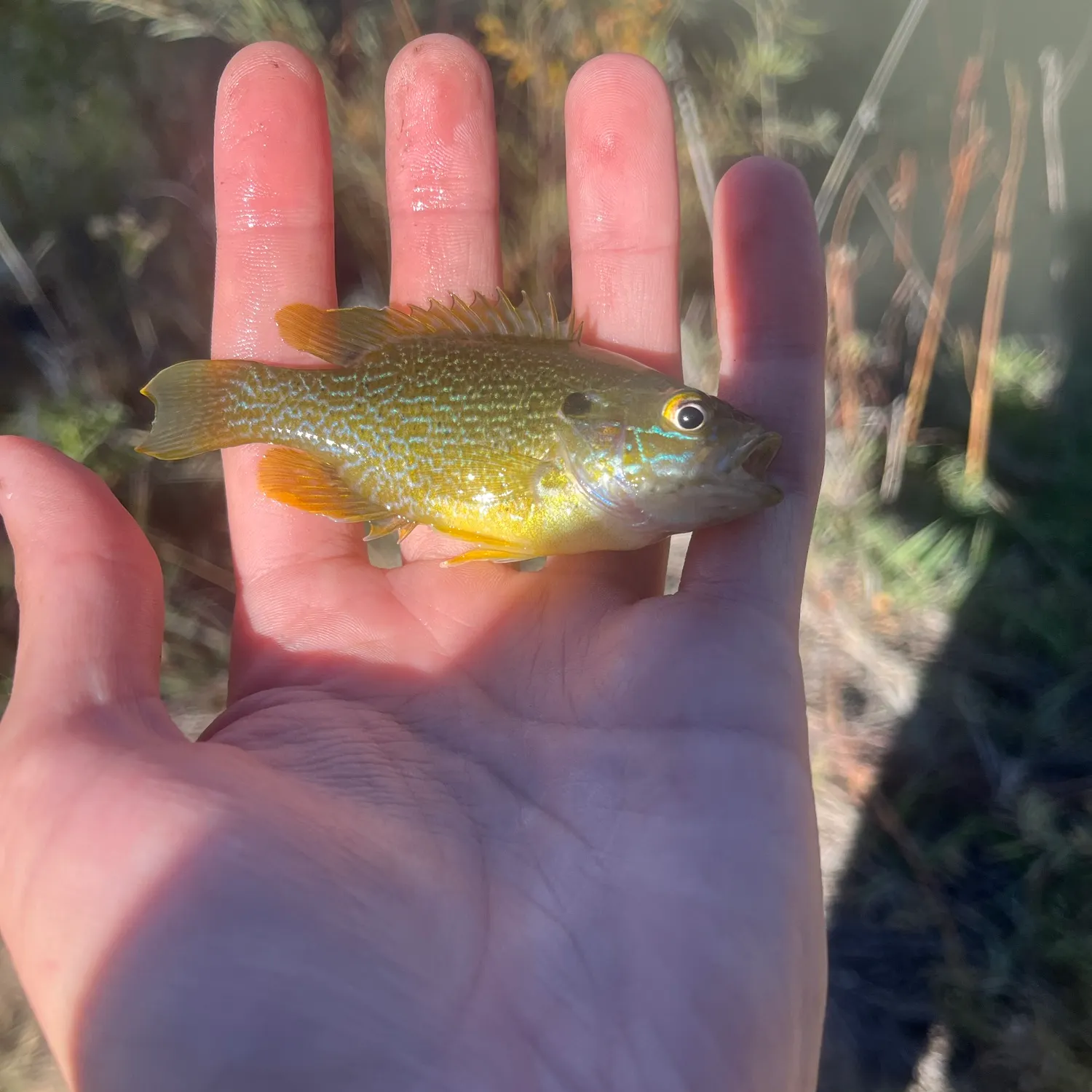 Green sunfish caught on Fishbrain