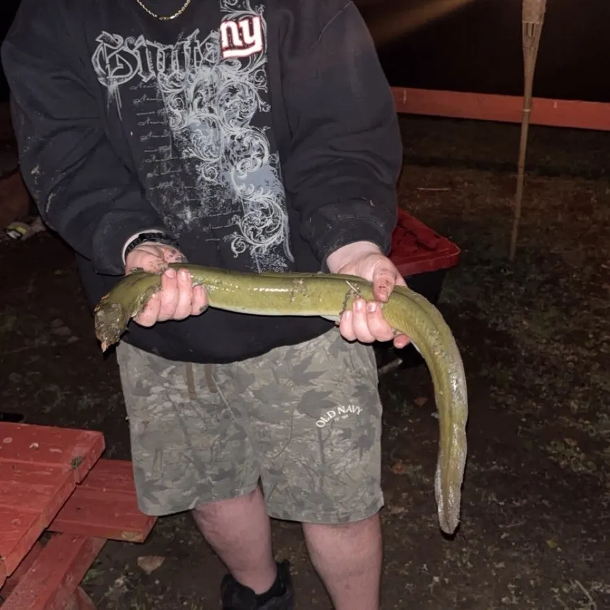 American eel caught on Fishbrain