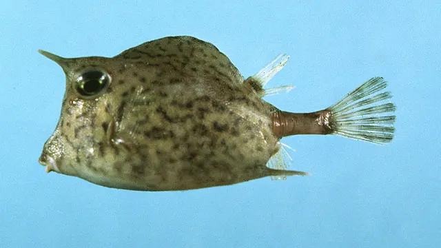 Scrawled cowfish