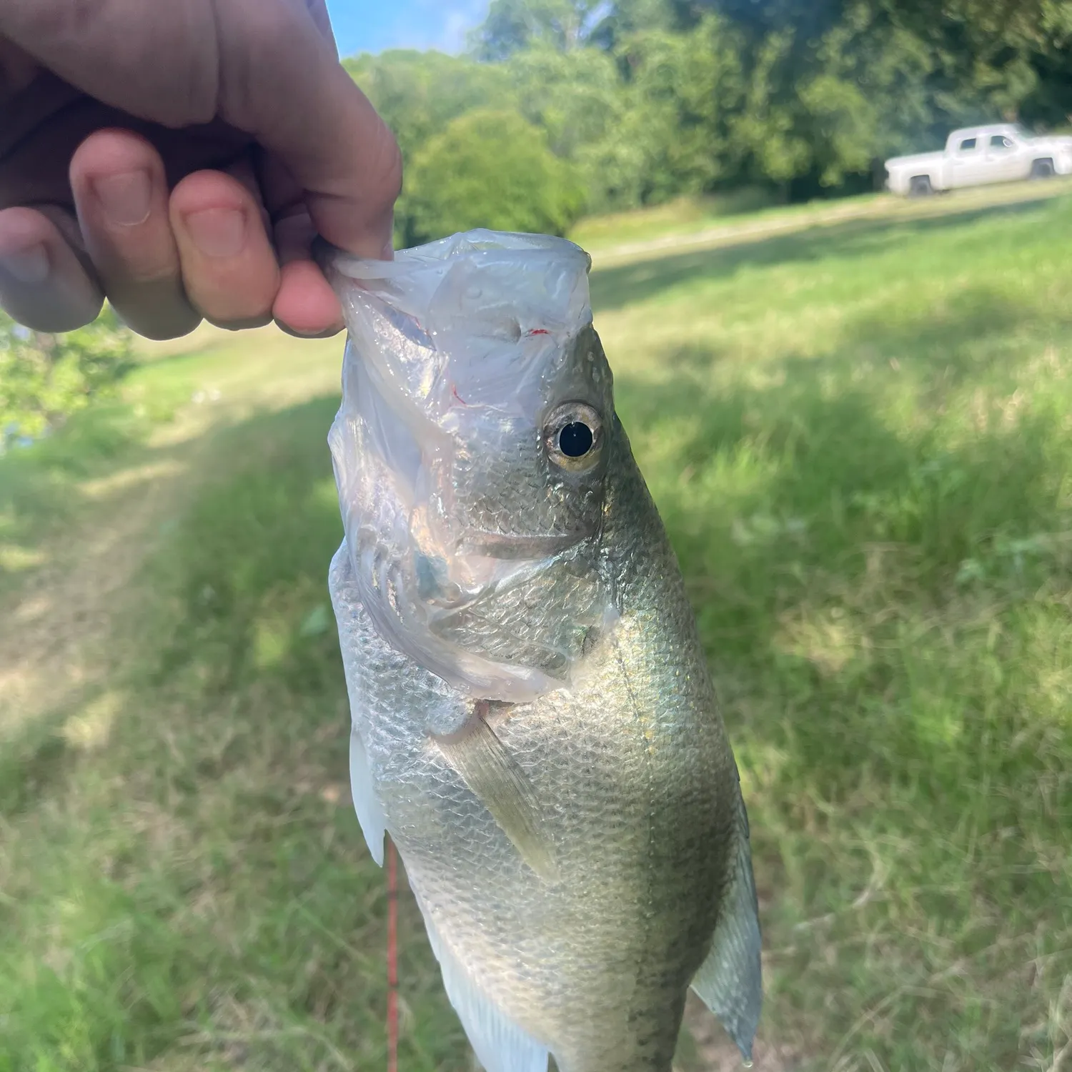 most liked catch image