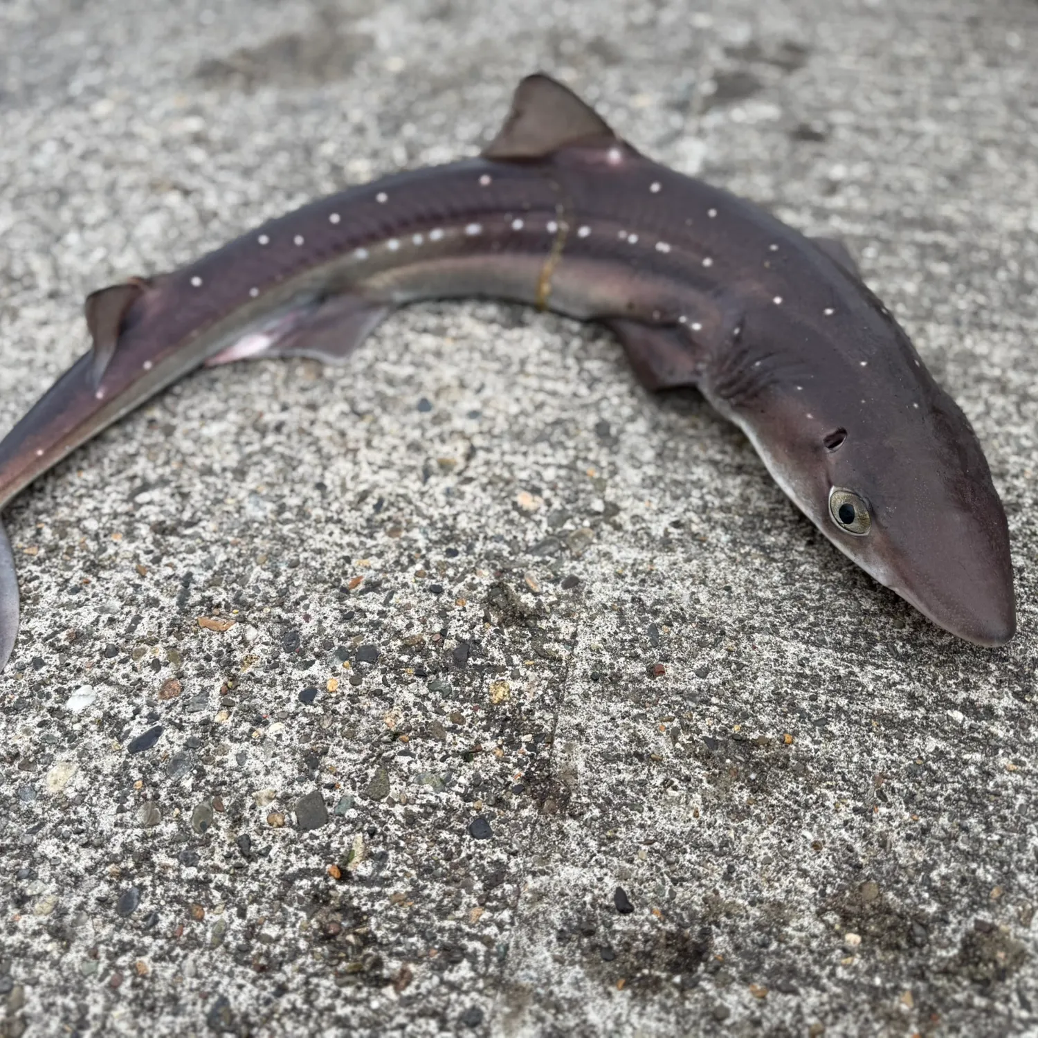 The most recent Lesser spotted dogfish catches on Fishbrain