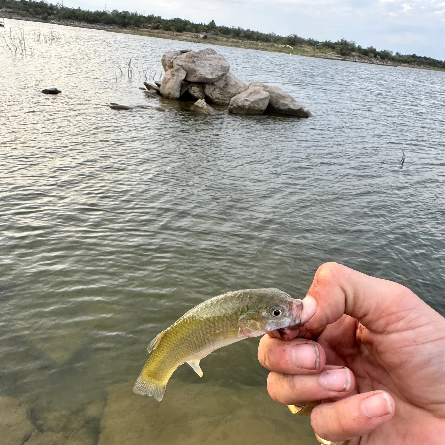 The most recent Gulf killifish catches on Fishbrain