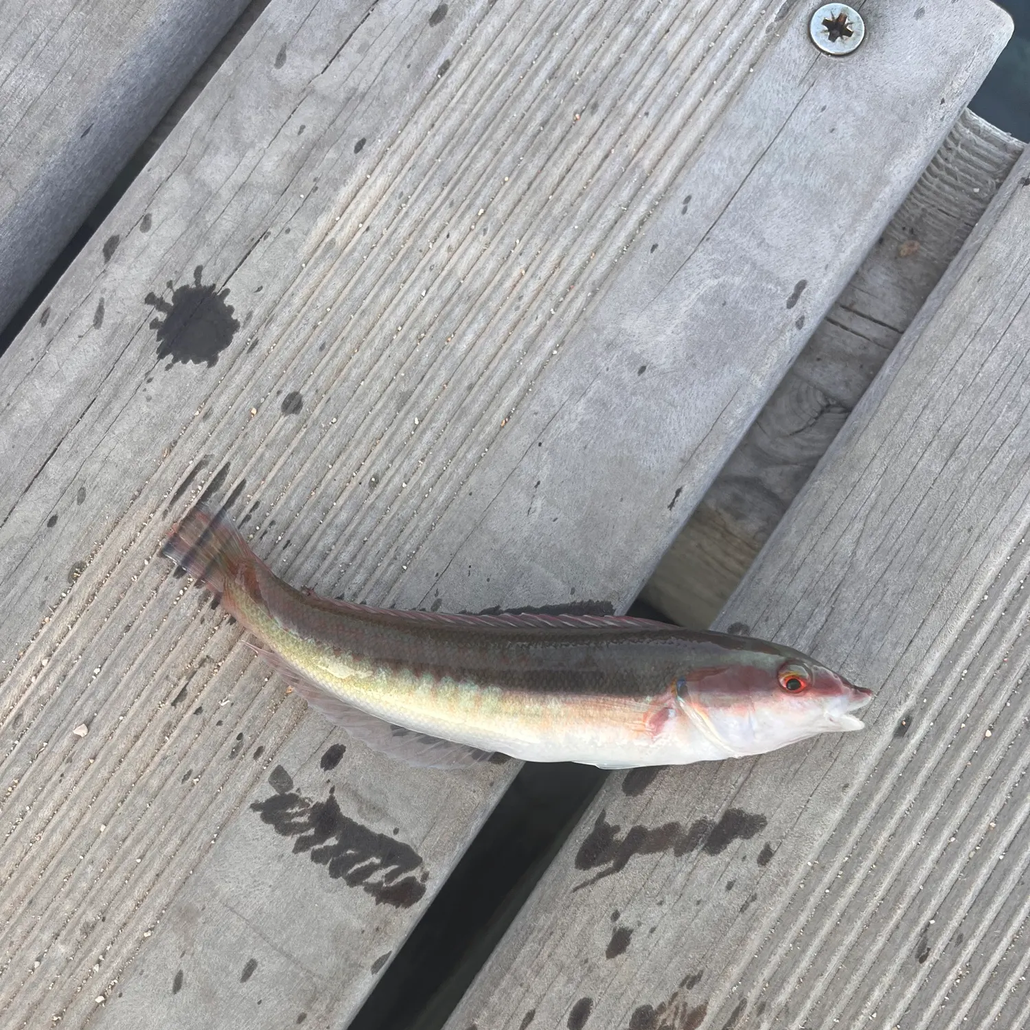 The most recent Mediterranean rainbow wrasse catches on Fishbrain