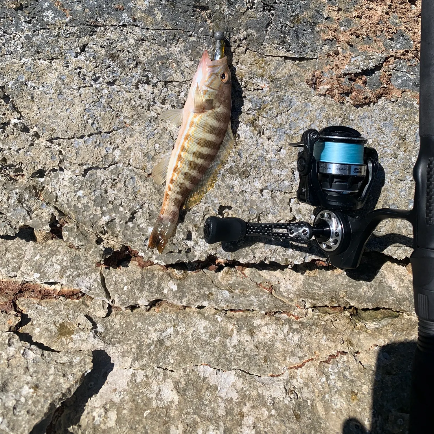 The most recent Comber catches on Fishbrain