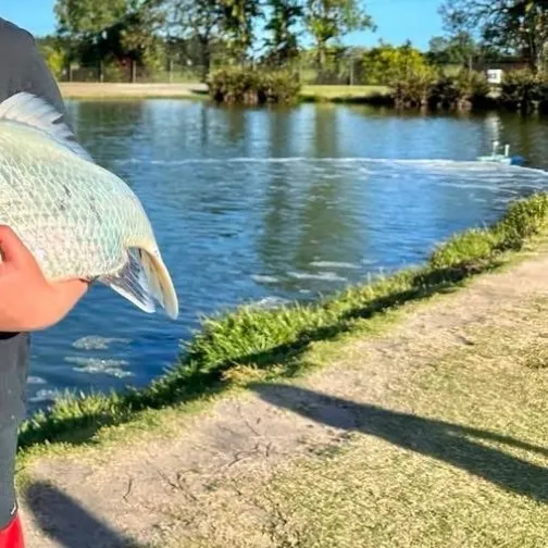 Barramundi caught on Fishbrain