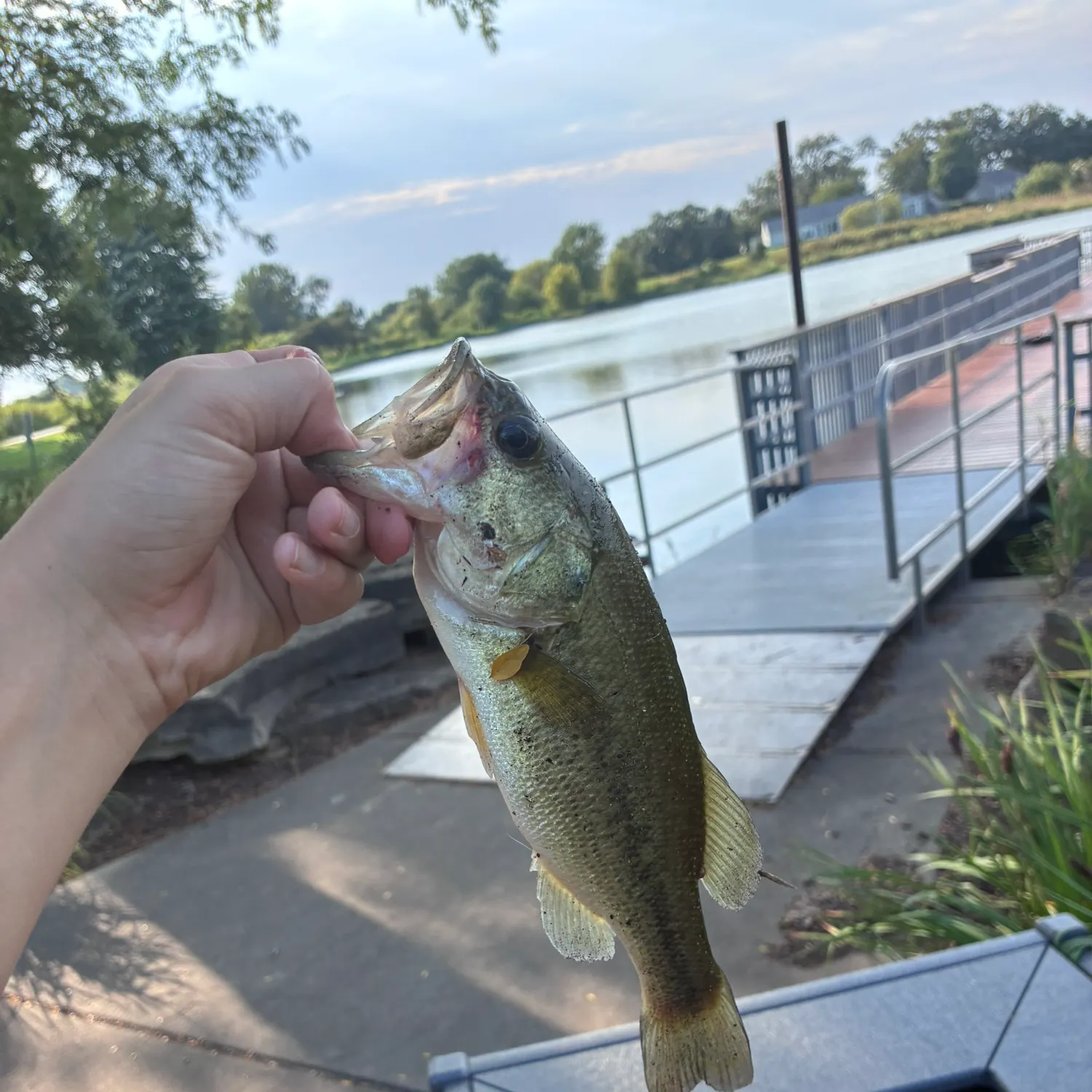 Fish caught on Fishbrain
