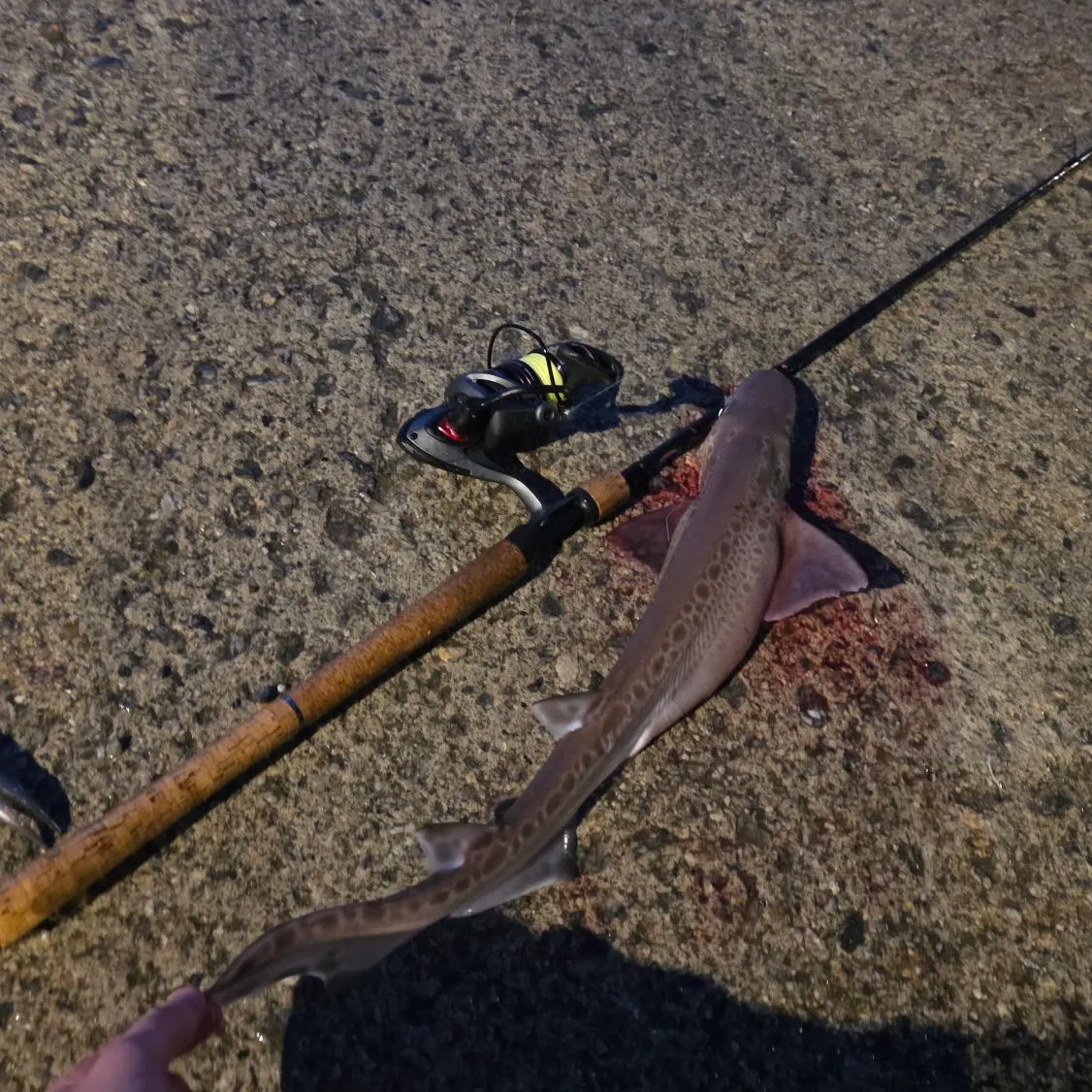 The most recent Blackmouth catshark catches on Fishbrain