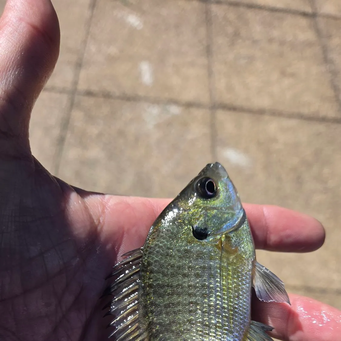 Bluegill caught on Fishbrain