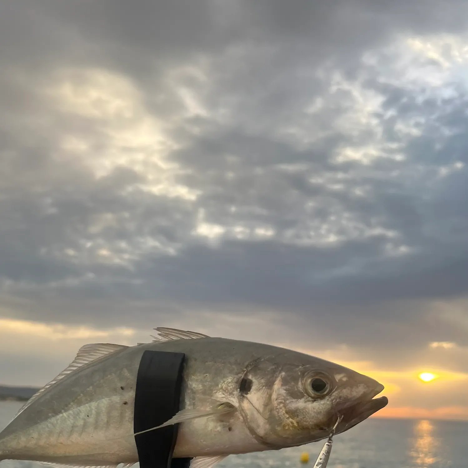 The most recent Blue runner catches on Fishbrain
