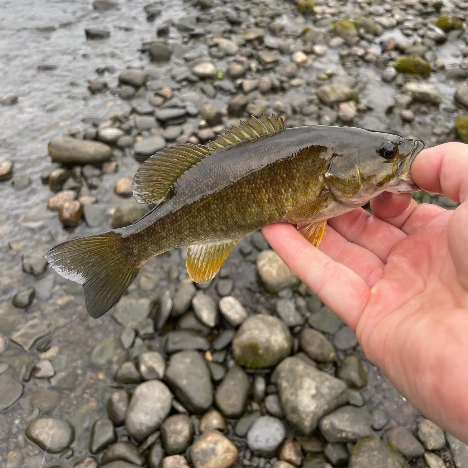 Smallmouth bass caught on Fishbrain
