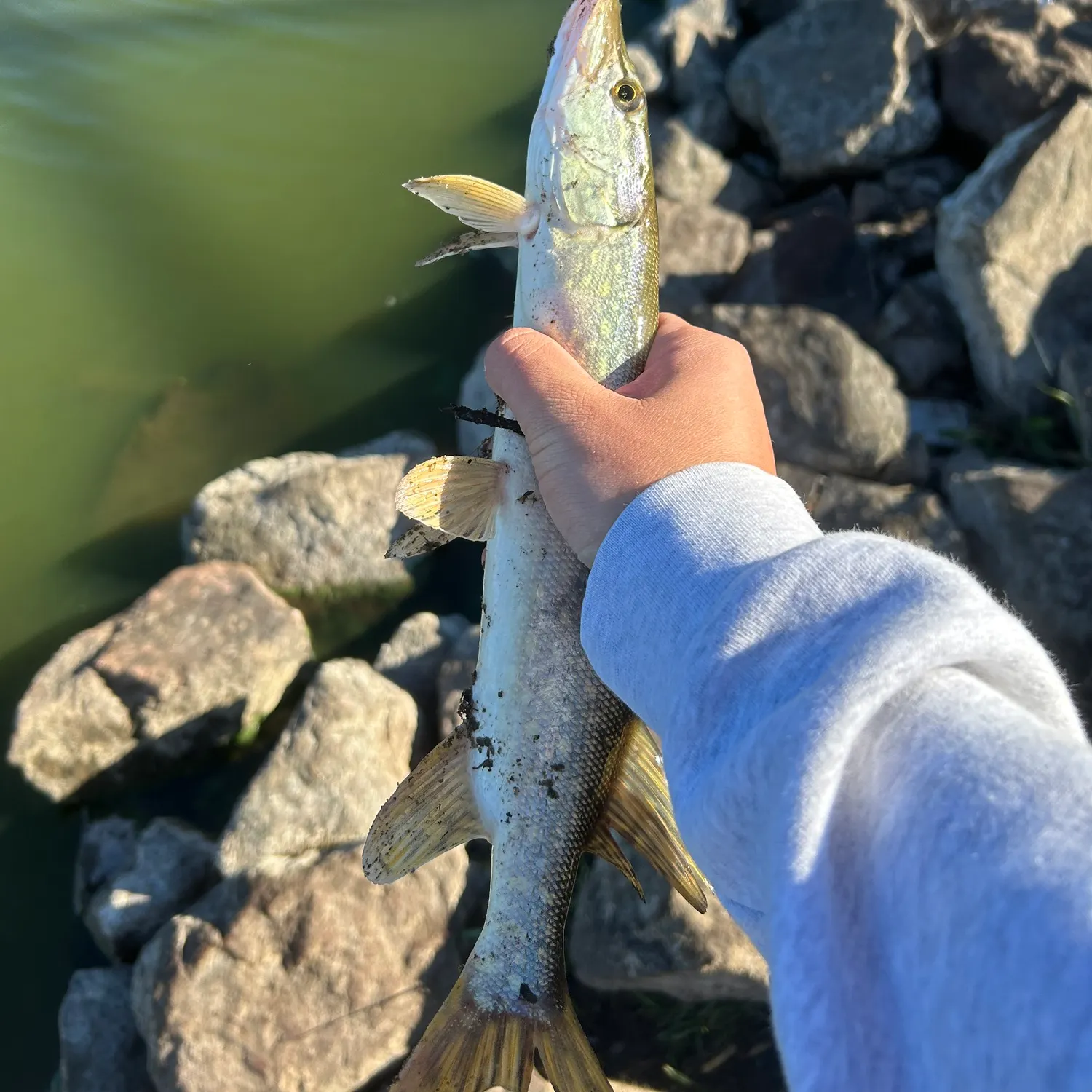 Northern pike caught on Fishbrain