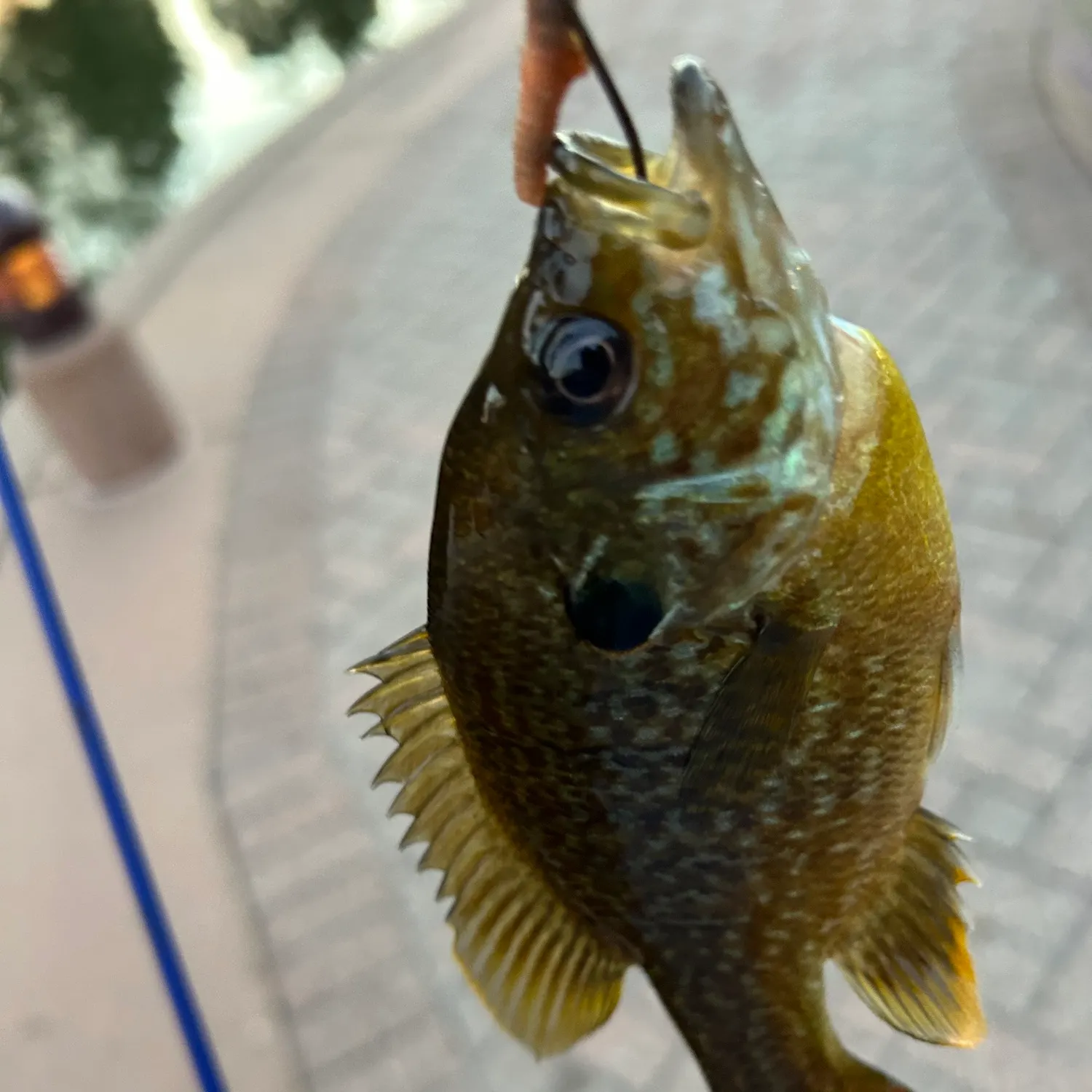 Greengill hybrid caught on Fishbrain