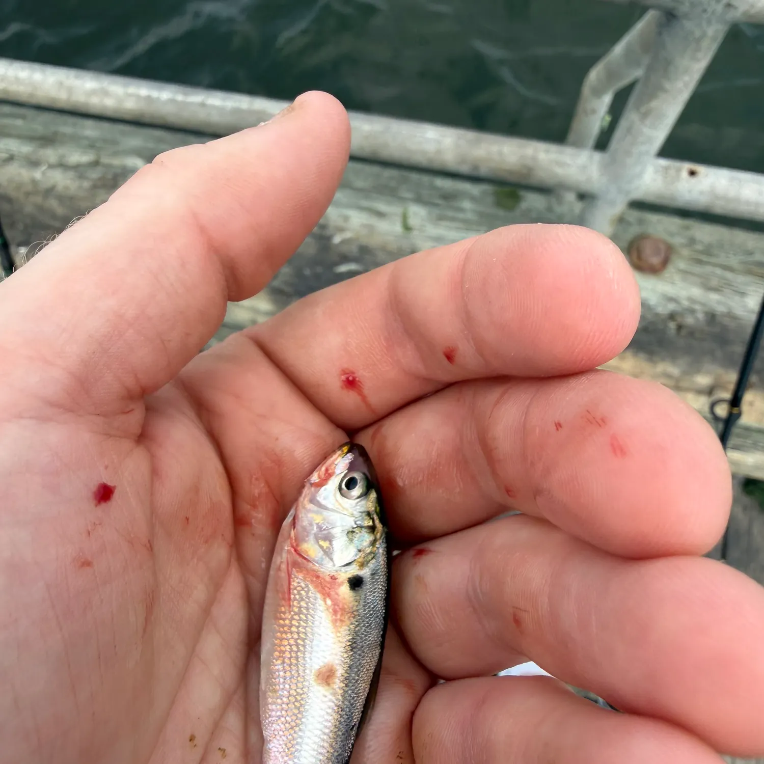 The most recent Atlantic menhaden catches on Fishbrain