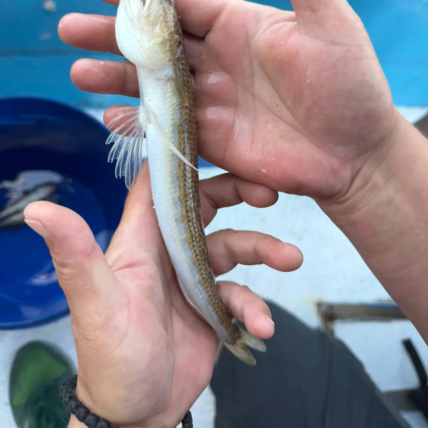 The most recent Atlantic lizardfish catches on Fishbrain