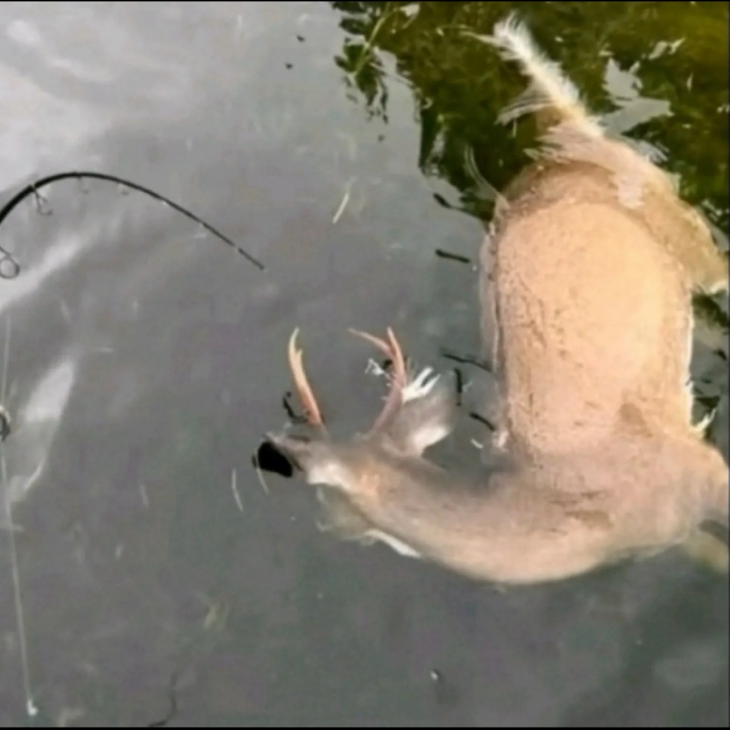 The most recent Flathead catfish catches on Fishbrain