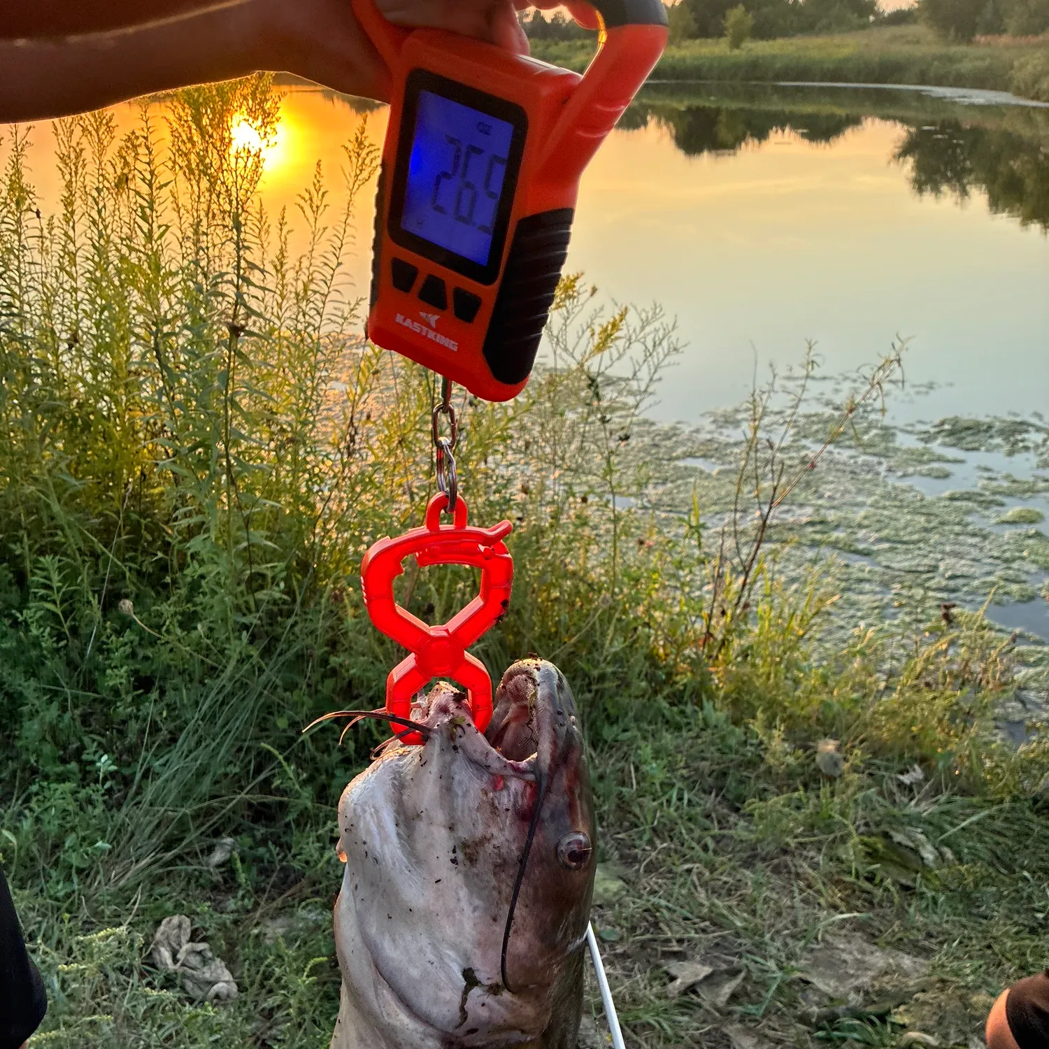 Channel catfish caught on Fishbrain