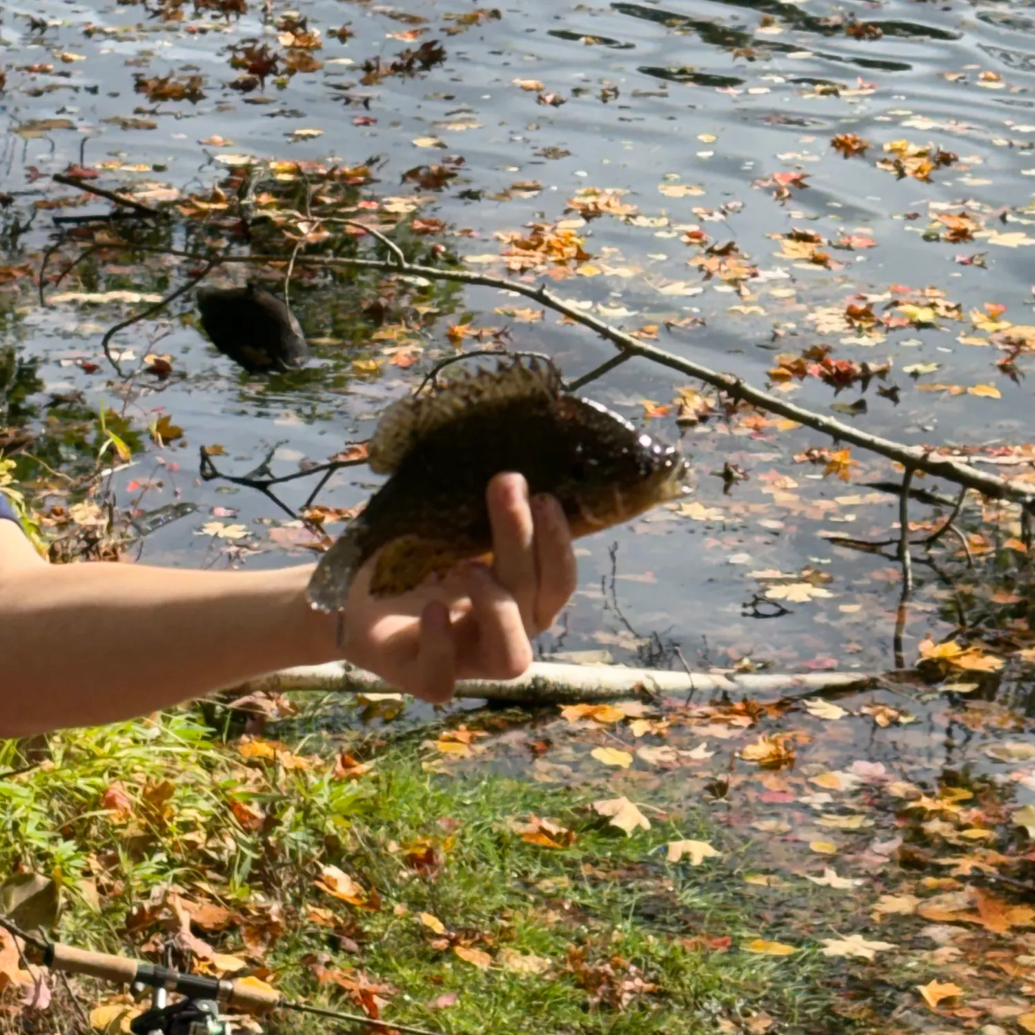 Pumpkinseed caught on Fishbrain