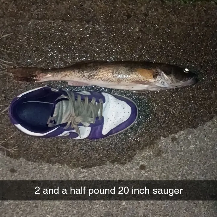 Sauger caught on Fishbrain