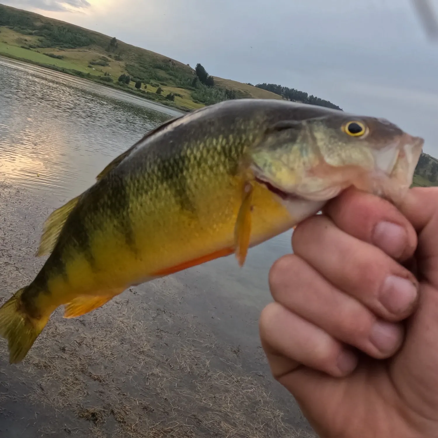 Yellow perch caught on Fishbrain