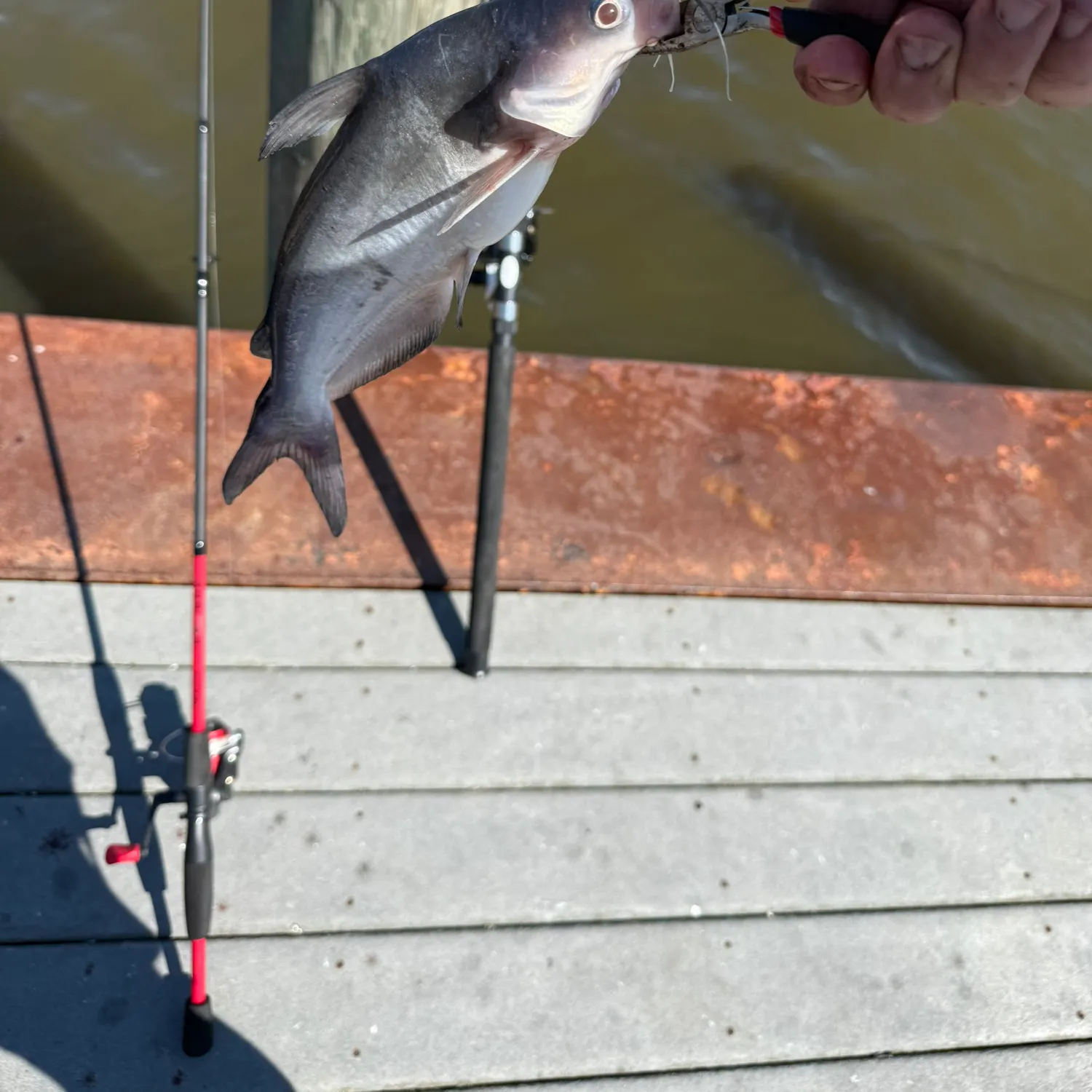 The most recent Blue catfish catches on Fishbrain