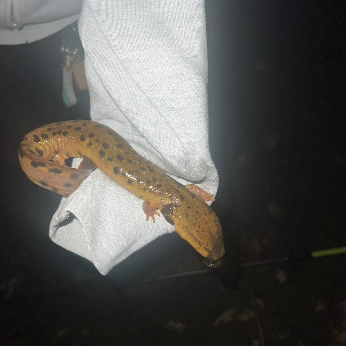 The most recent Common mudpuppy catches on Fishbrain