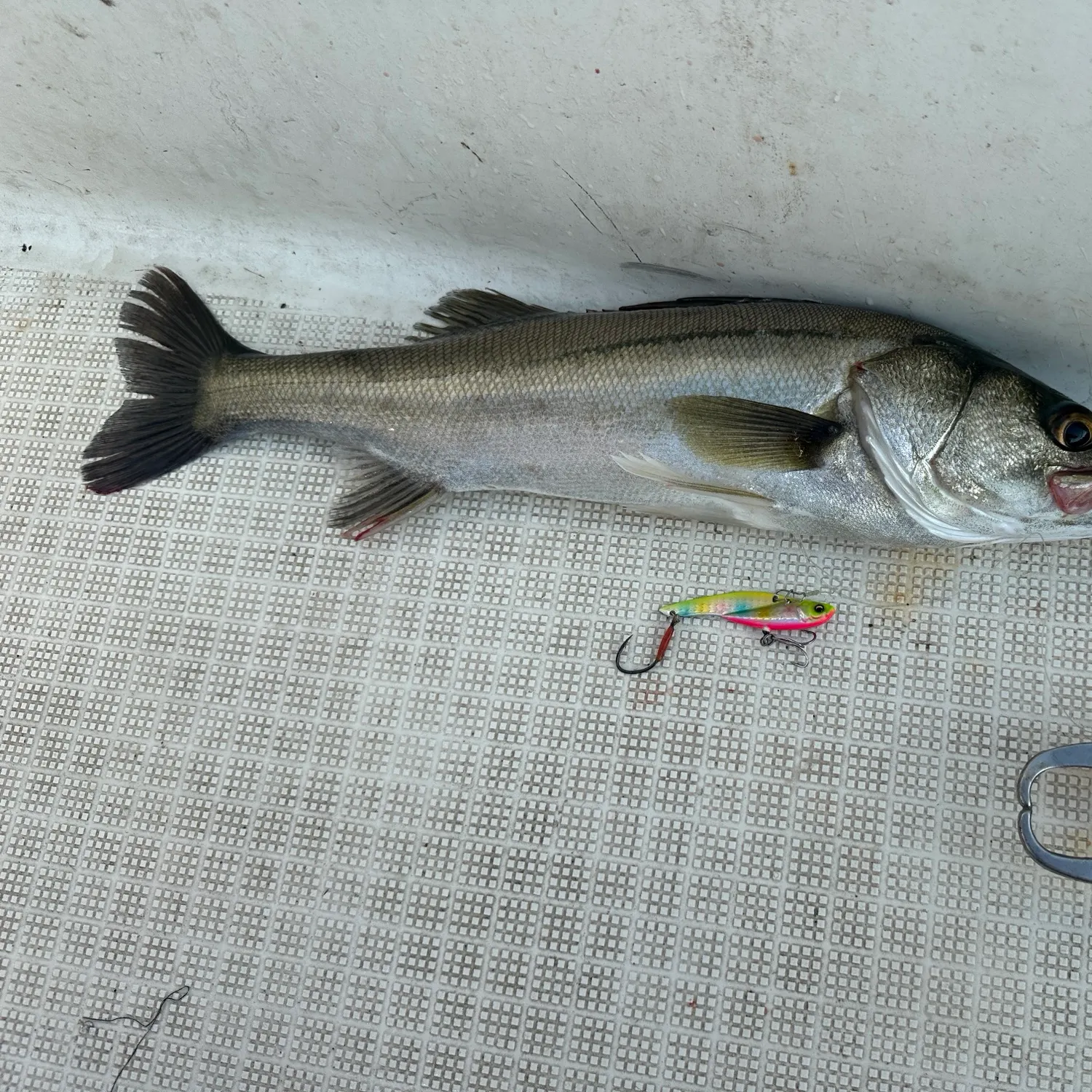 The most recent Japanese seabass catches on Fishbrain