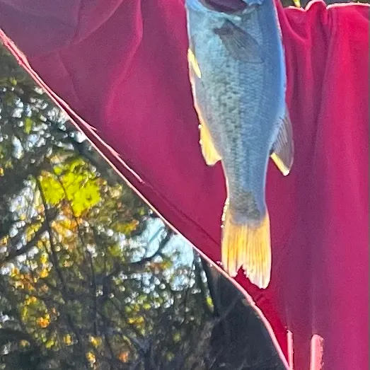 Smallmouth bass caught on Fishbrain