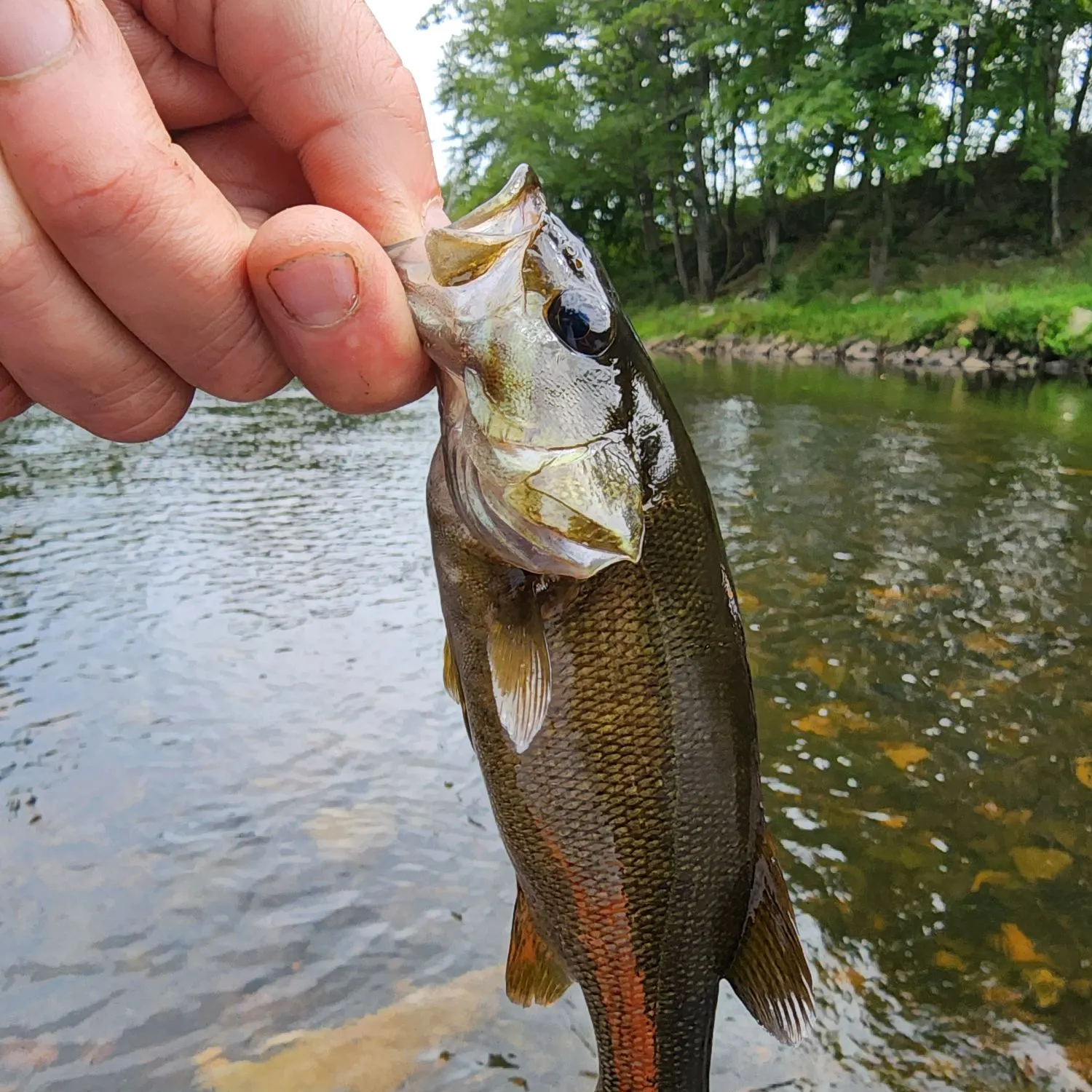 Smallmouth bass caught on Fishbrain